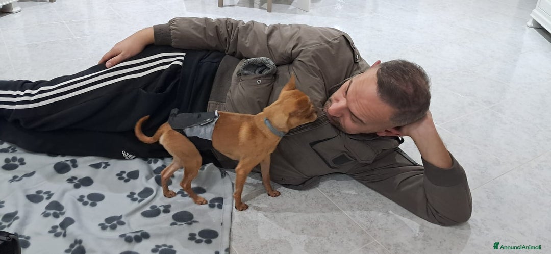 Chihuahua cani in vendita: Chihuahua pelo corto 14 mesi guinzaglio traversina - Annuncio 12