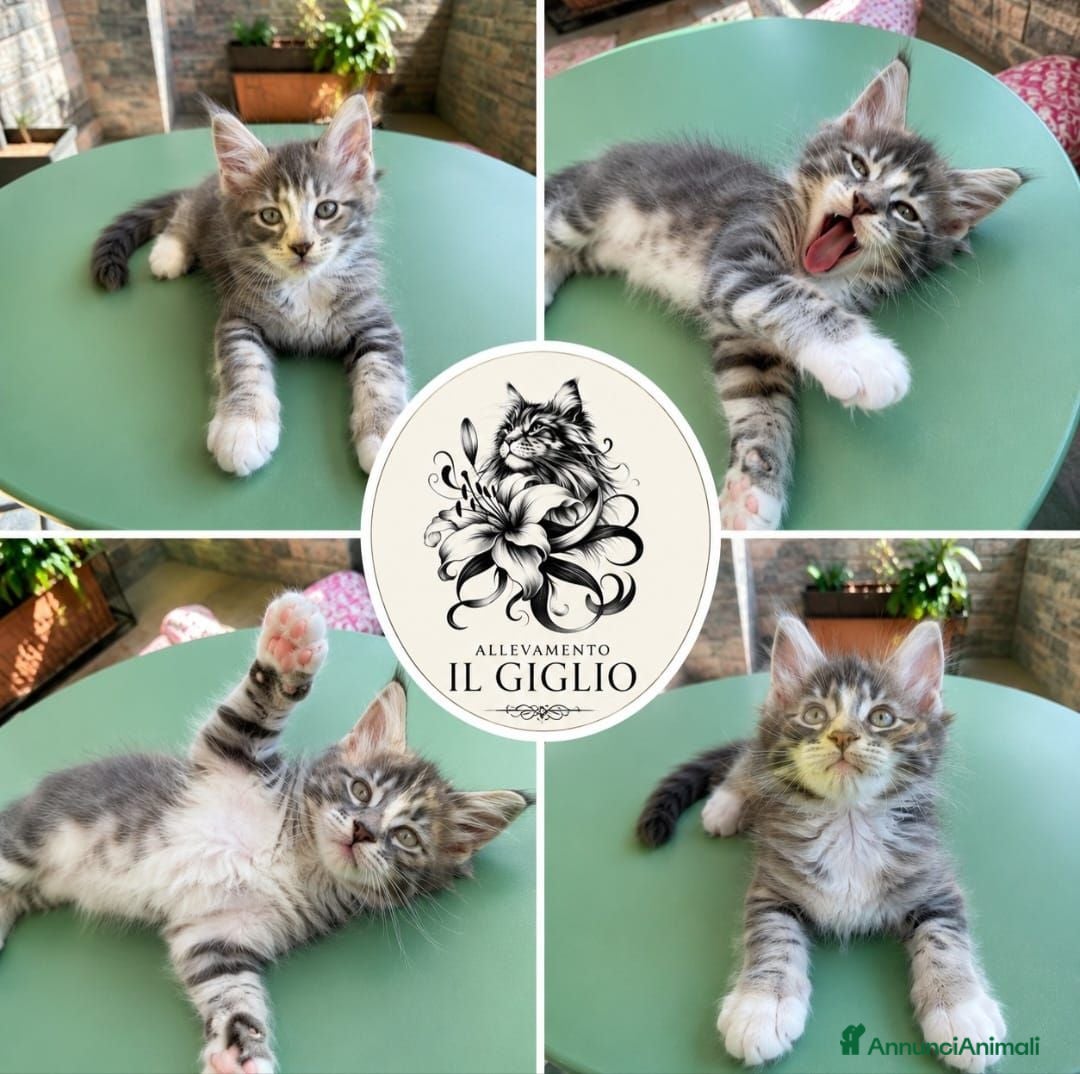 Maine Coon gatti Da Leo e alaska 5  fantastici cuccioli!!! - Annuncio 2