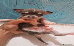 Chihuahua cani in vendita: Chihuahua da Allevamento Cucciolisole  a Provincia di Pisa - Immagine 3