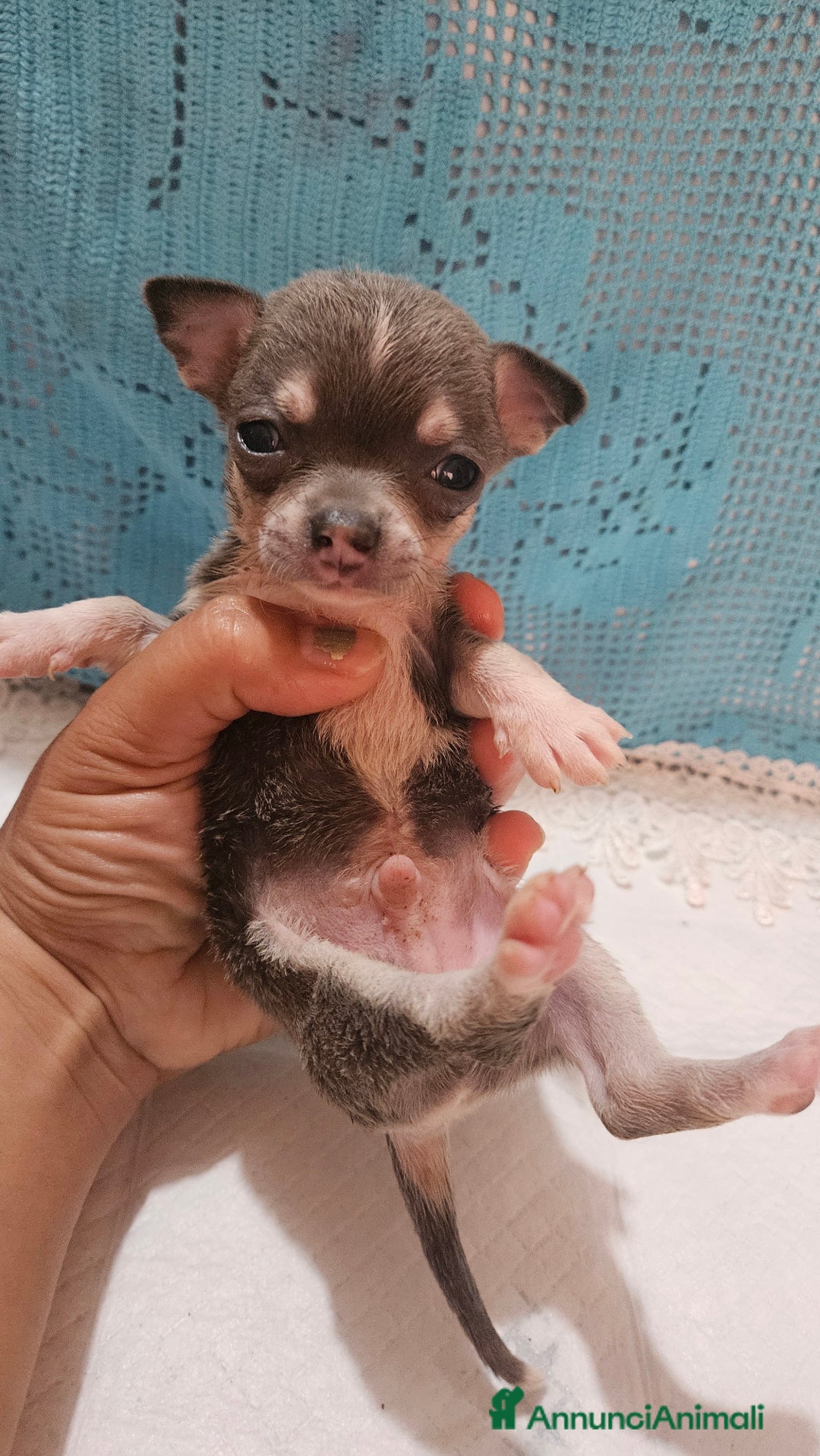 Chihuahua cani in vendita: Chihuahua da Allevamento Cucciolisole  a Provincia di Pisa - Immagine 3