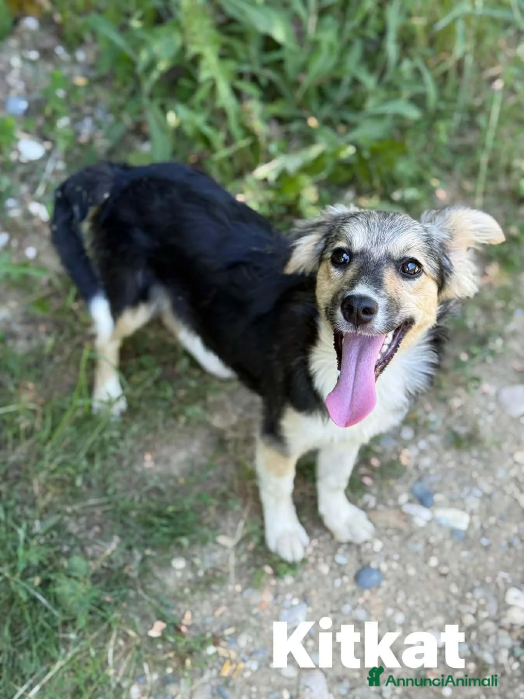 Meticcio cani in regalo: KITKAT, cucciola dolce come il miele! TG PICCOLA - Annuncio 2