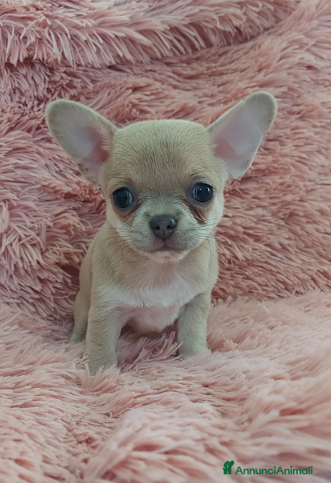 Immagine della galleria {{count}}