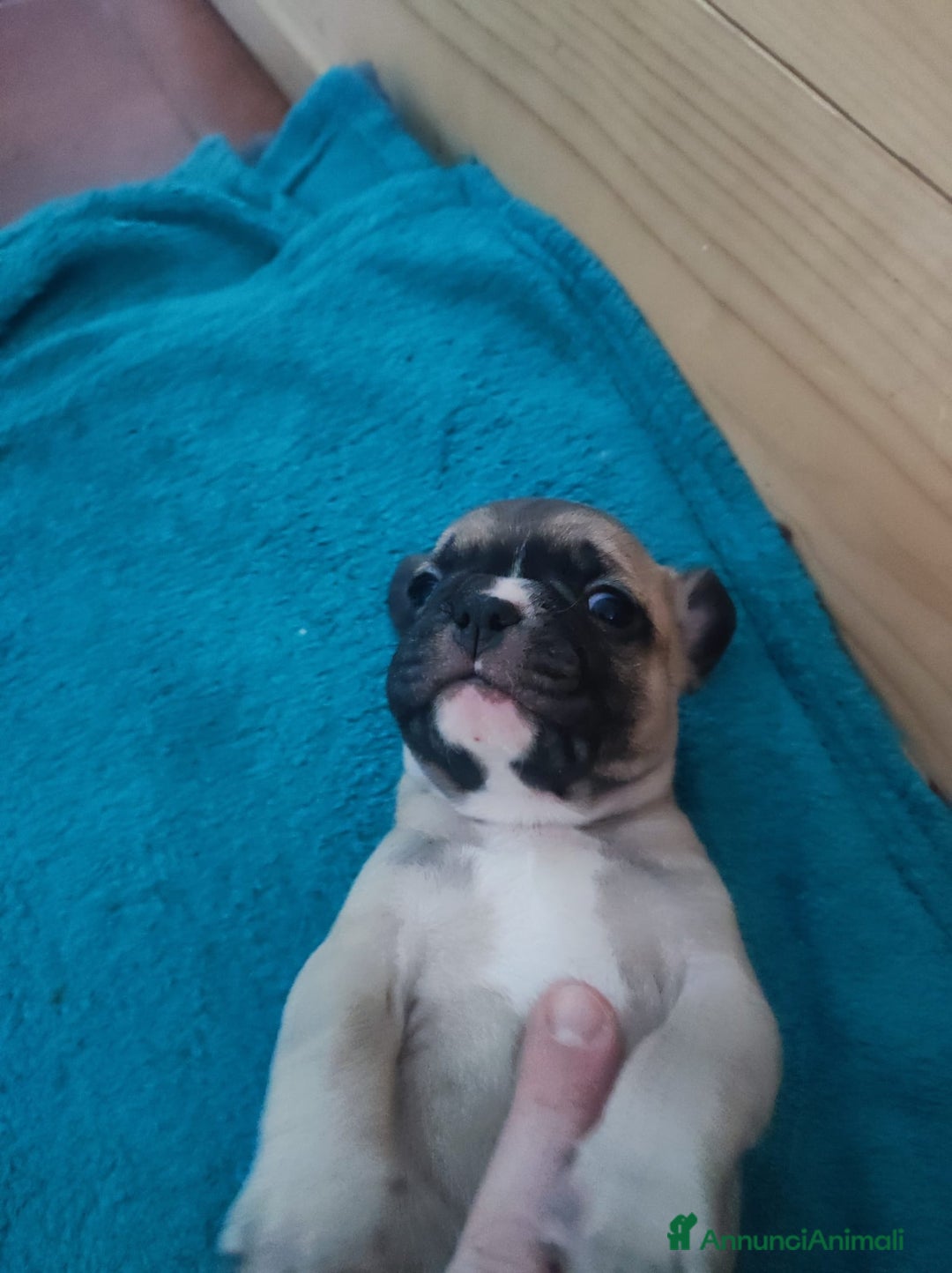 Bulldog Francese cani in vendita: Cuccioli di bulldog francese  - Annuncio 3