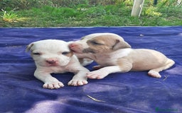 Staffordshire cani in vendita: Amstaff  - Immagine 6