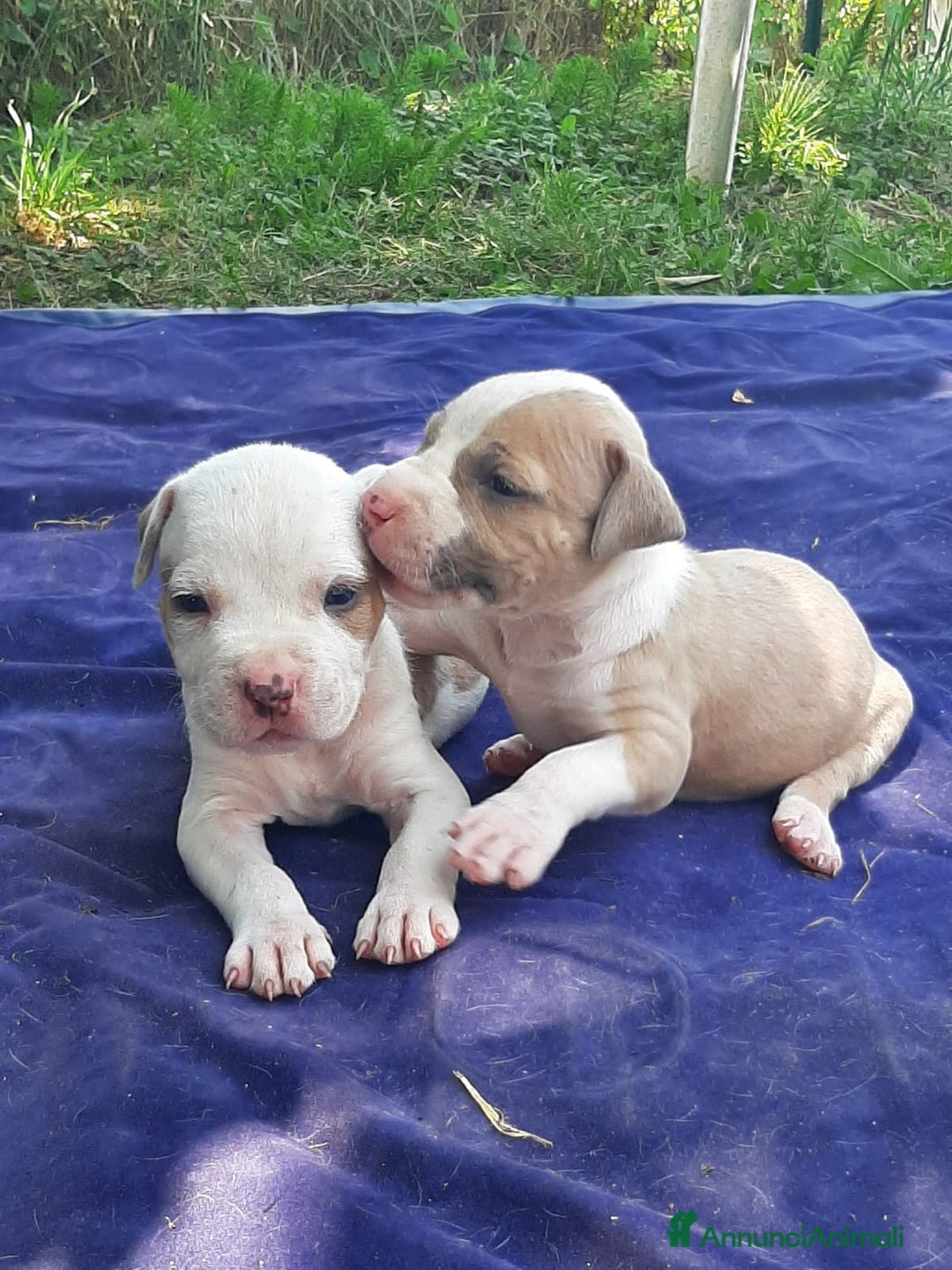 Staffordshire cani in vendita: Amstaff  - Immagine 6