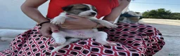 Meticcio cani in regalo: 3 bellissime cucciole cercano casa a Libero consorzio comunale di Ragusa - Annuncio 3