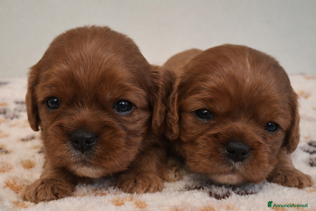 Cavalier King cani in vendita: Cucciole di Cavalier King ruby pedigree e affisso - Annuncio 9
