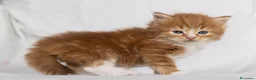 Siberiano gatti in vendita: Cuccioli gatto siberiano disponibili - Annuncio 7