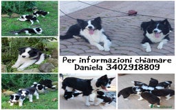 Border Collie cani in vendita: Cuccioli Border Collie Femmine  a Città metropolitana di Roma Capitale - Immagine 5