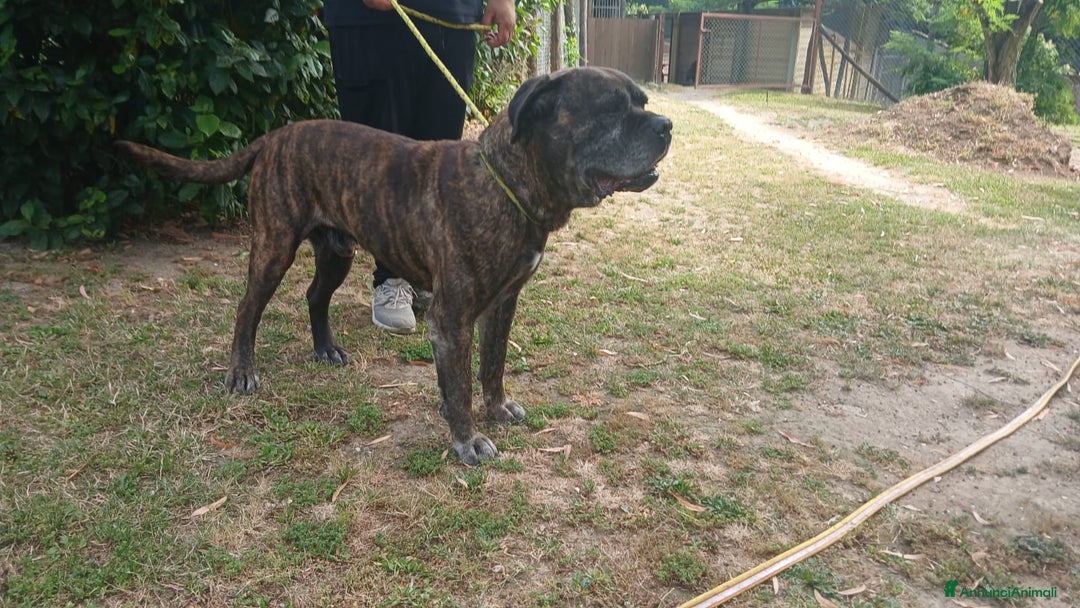 Cane Corso cani in regalo: MAMBO SEI VECCHIO NON SERVI PIU' - Annuncio 2