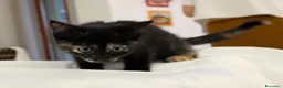 Meticcio gatti in regalo: GATTINA TRICOLORE  a Provincia di Crotone - Annuncio 5