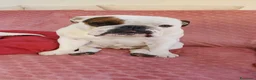 Bulldog cani per accoppiamento: Mi offro come fidanzato per 1 giorno - Annuncio 2