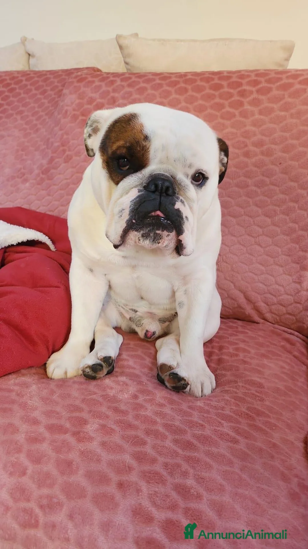 Bulldog cani per accoppiamento: Mi offro come fidanzato per 1 giorno - Annuncio 2