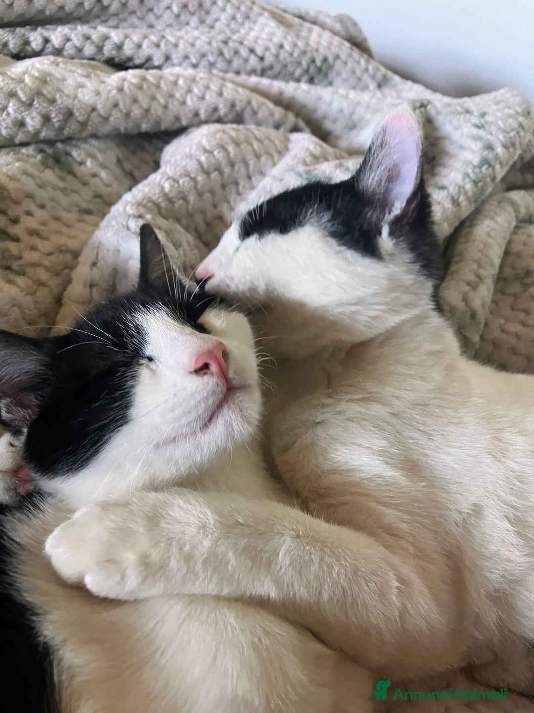 Europeo gatti in regalo: DUE FRATELLINI CERCANO CASA - Annuncio 2