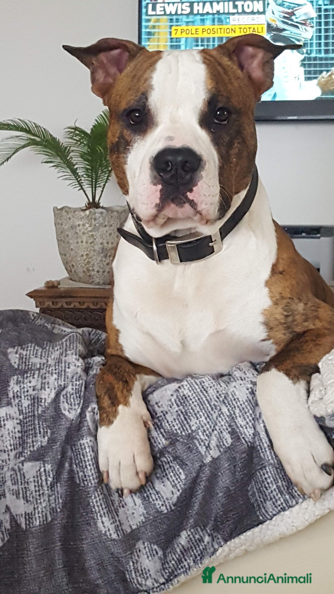 American Staffordshire cani Amstaff per monta con pedigree - Annuncio 1