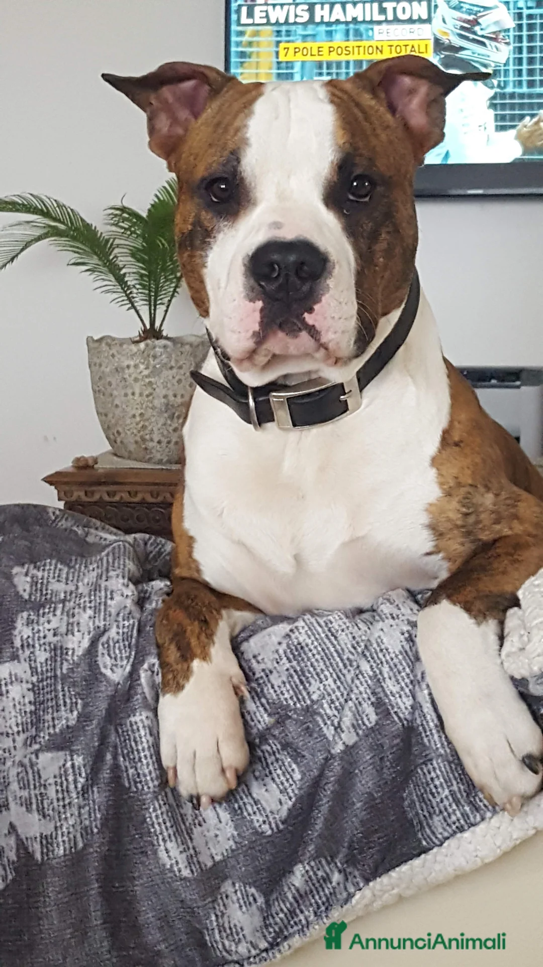 American Staffordshire cani per accoppiamento: Amstaff per monta con pedigree - Annuncio 1