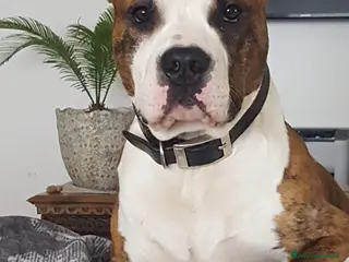 American Staffordshire cani Amstaff per monta con pedigree - Annuncio 1