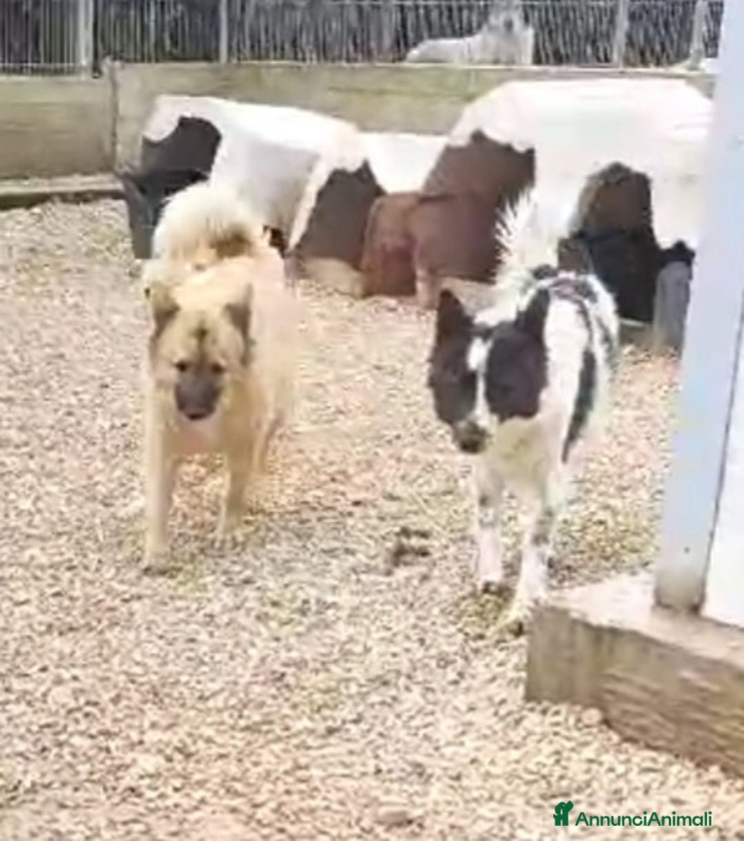 Meticcio cani in regalo: 2amici di box 3anni meravigliosi BARI SOS CASA a Città metropolitana di Milano - Annuncio 5