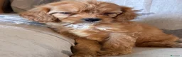 Cavapoo cani in vendita: Cuccioli di cane Cavapoo - Annuncio 20