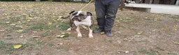Bulldog cani in regalo: ETTORE AMERICAN BULLDOG CERCA CASA, IN ADOZIONE - Annuncio 3