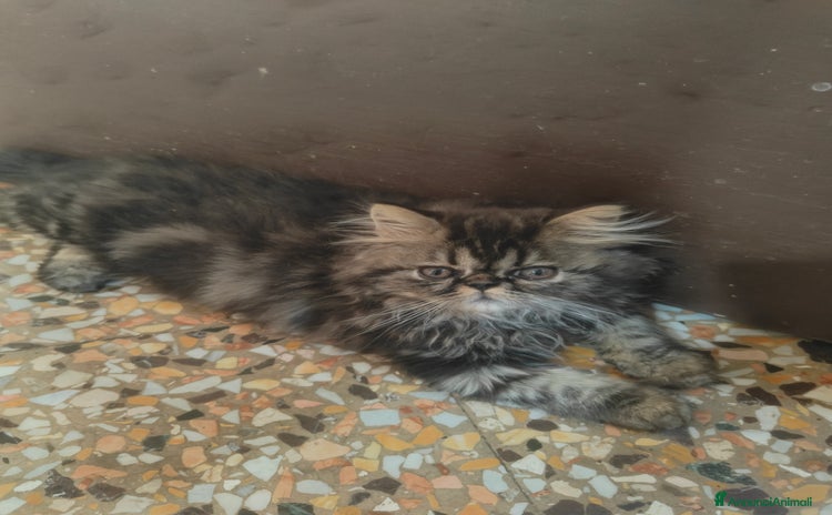 Persiano gatti a Città Metropolitana di Torino - Annuncio 3