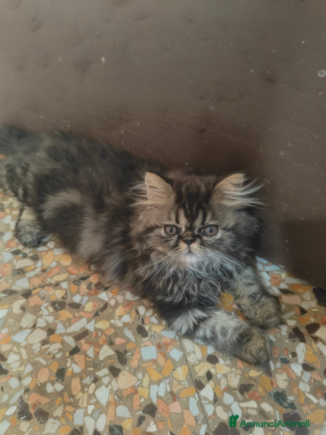 Persiano gatti in vendita: Gatti persiani  a Città Metropolitana di Torino - Immagine 1