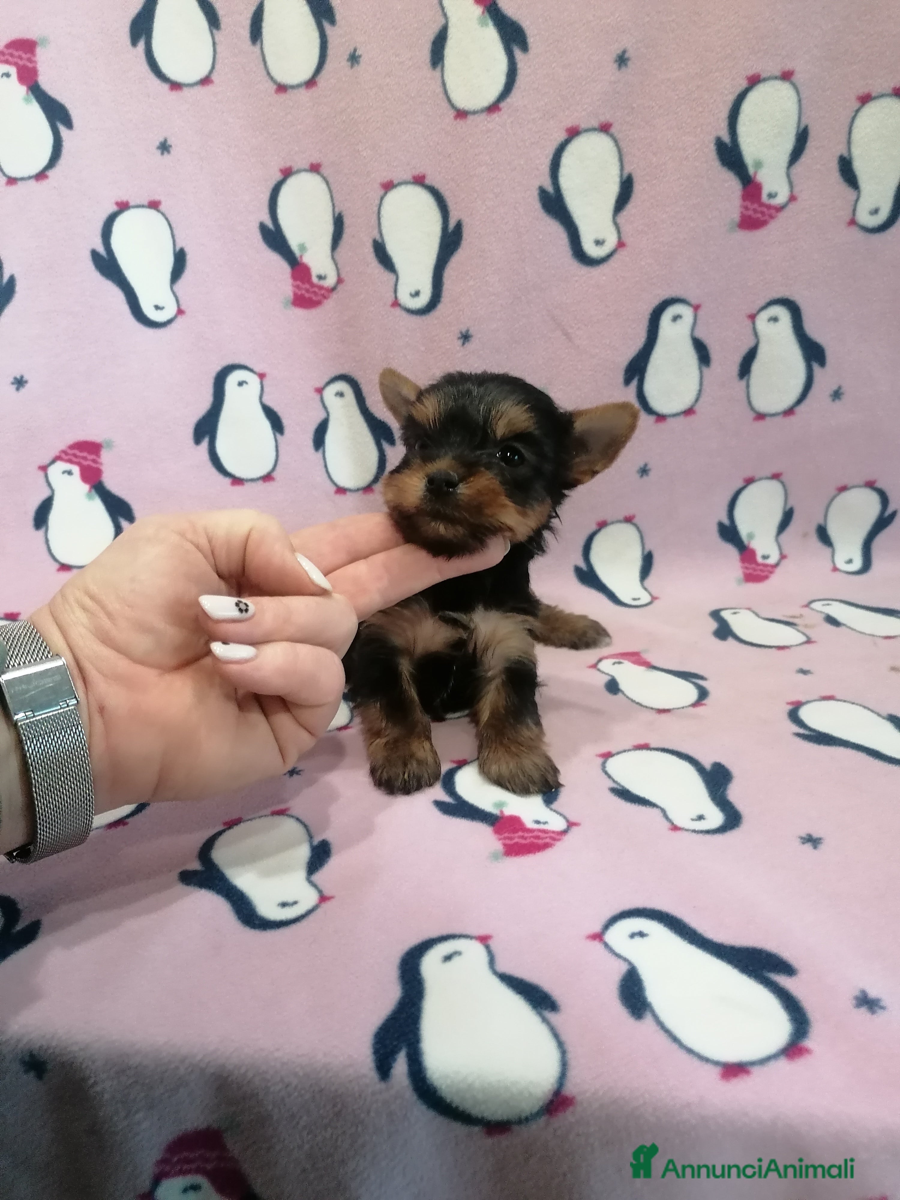 Yorkshire cani Yorkshire Terrier cuccioli - Annuncio 2