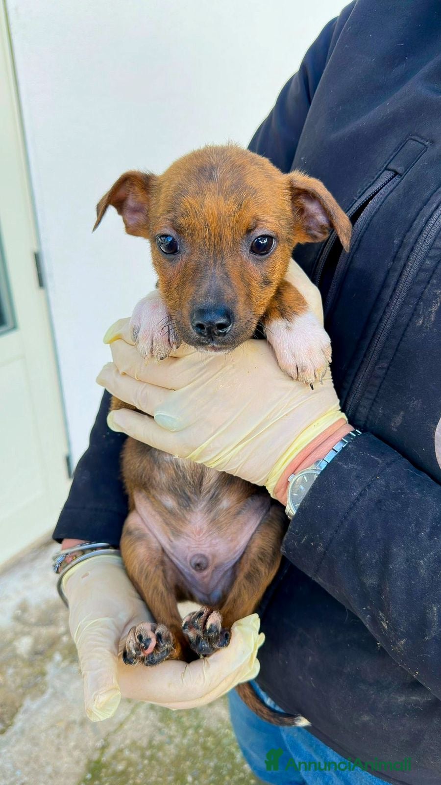 Meticcio cani KIKO 💙 - cucciolo che cerca una famiglia 🙏🏻🥺 - Annuncio 2