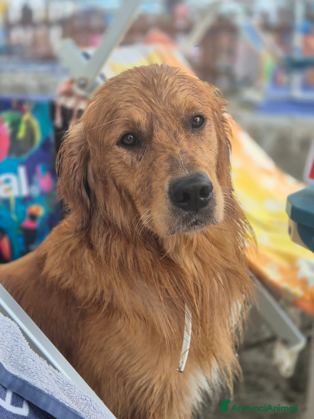 Golden Retriever cani per accoppiamento: Aron cerca fidanzatina - Annuncio 14
