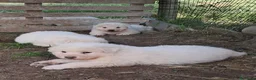 Pastore Abbruzzese Maremmano cani in vendita: Cuccioli di pastore Abruzzese Maremmano  - Annuncio 14