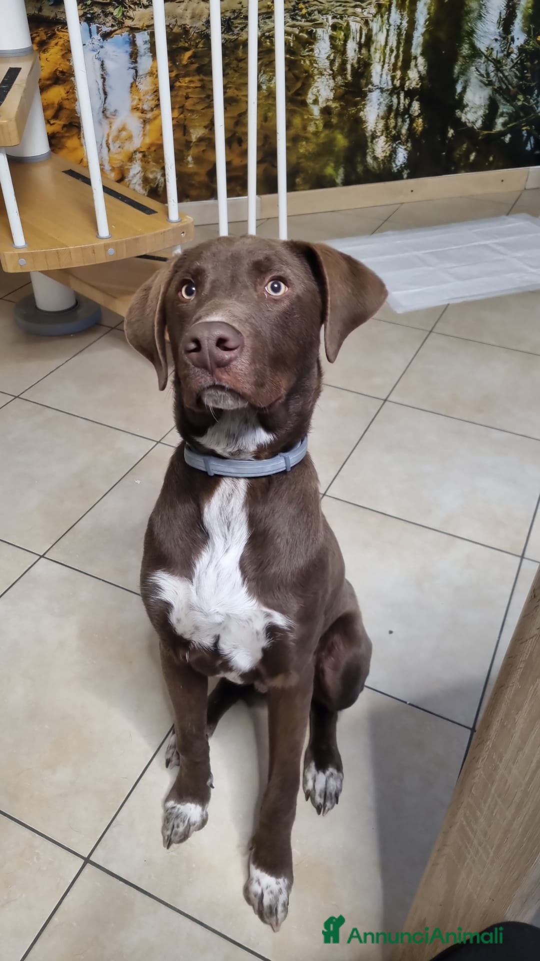 Meticcio cani in regalo: Pongo: 6 mesi. Lasciato in rifugio.  a Provincia di Pisa - Annuncio 2
