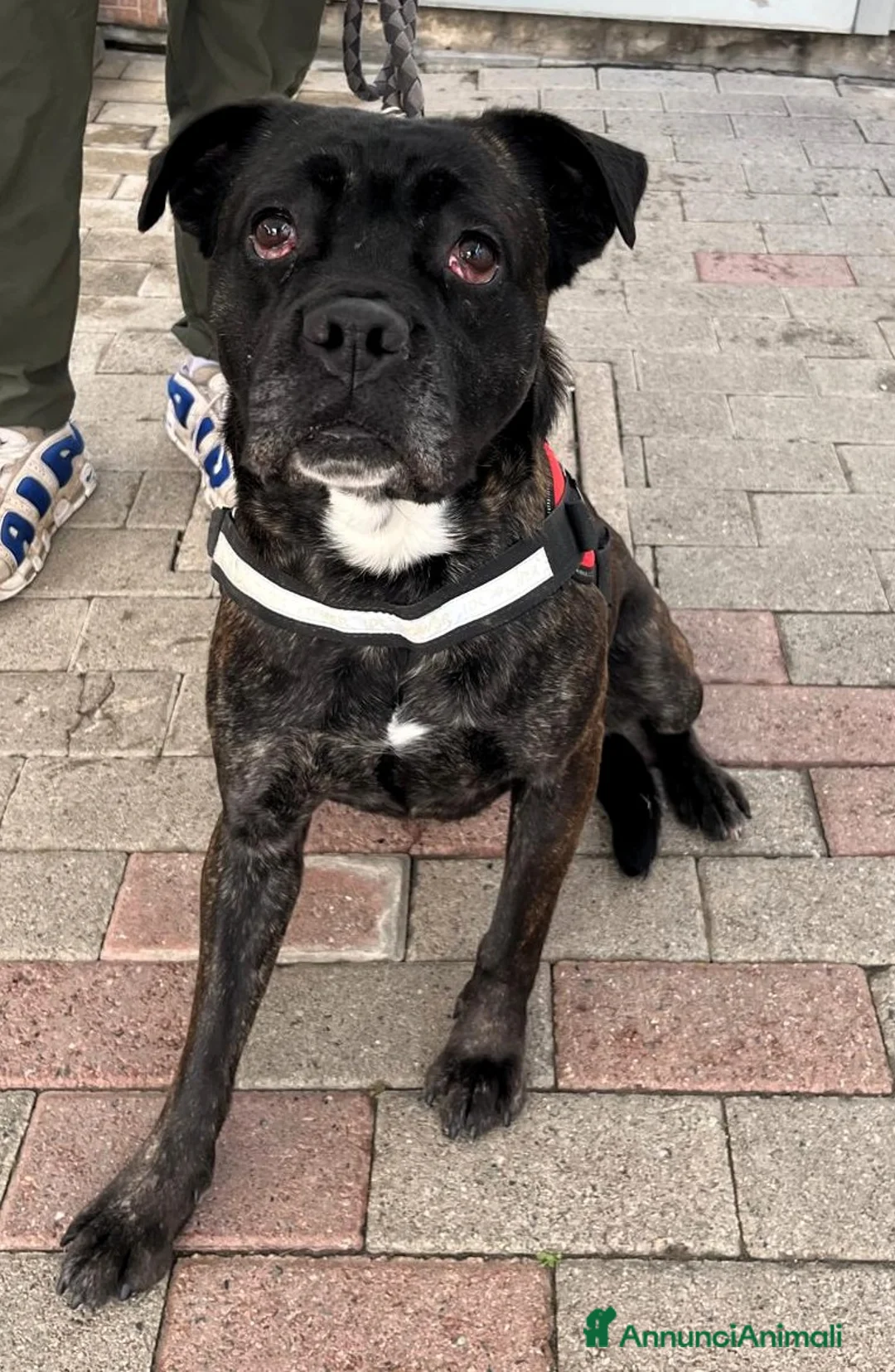 Meticcio cani in regalo: CHERRY BOXER - Annuncio 4