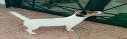 Jack Russell cani in vendita: Cucciolata Jack Russelle Terrier con Pedigree - Annuncio 4