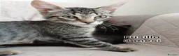 Altre razze gatti in regalo: TANTI MICINI SOLI  a Provincia di Vicenza - Annuncio 10