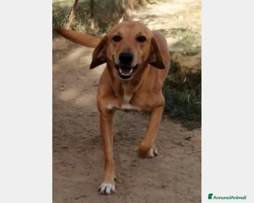 Segugio cani in regalo: Segugia color miele 4anni da cucciola IN CANILE!!! a Milano - Annuncio 1