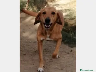 Segugio cani Segugia color miele 4anni da cucciola IN CANILE!!! a Milano - Annuncio 17