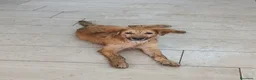 Meticcio cani in regalo: LIMONE 🩷 HA ANCORA VOGLIA DI SORRIDERE😍 a Provincia di Pesaro e Urbino - Annuncio 2