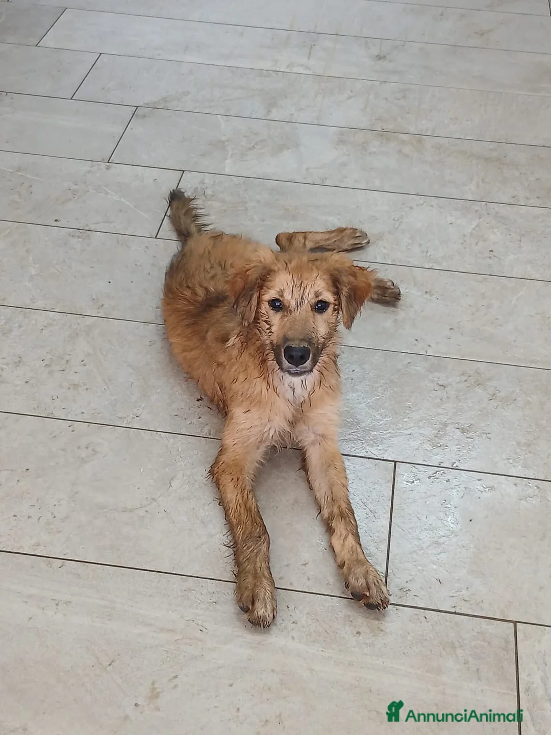 Meticcio cani in regalo: LIMONE 🩷 HA ANCORA VOGLIA DI SORRIDERE😍 a Provincia di Pesaro e Urbino - Annuncio 2
