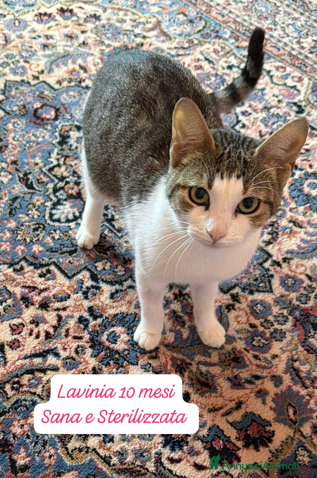 Europeo gatti in regalo: S.o.s. gattini da salvare  - Annuncio 11