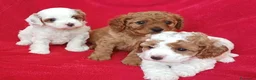 Cavapoo cani in vendita: Splendidi cuccioli di Cavapoo F1B a Città metropolitana di Milano - Annuncio 4