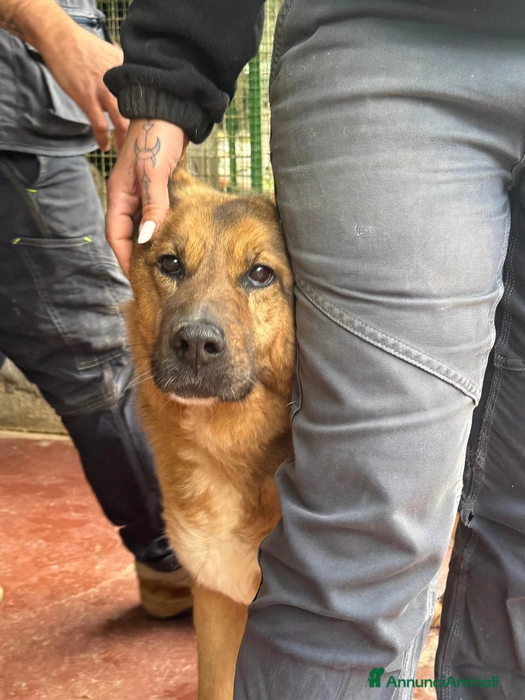 Pastore Tedesco cani in regalo: Rocky, pastore tedesco in canile a catania - Annuncio 5