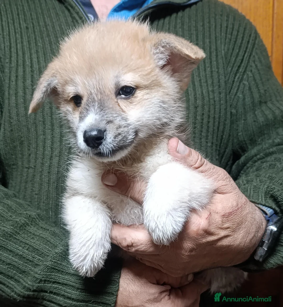 Corgi Pembroke cani in vendita: Welsh Corgi Péembroke a Province of Pavia - Annuncio 4