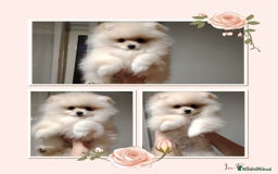 Volpino Pomerania cani in vendita: Cuccioli Spitz Tedesco Nano (Pomerania) a Provincia di Avellino - Immagine 3