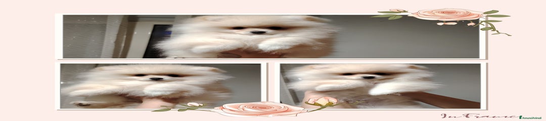 Volpino Pomerania Cucciolo 3