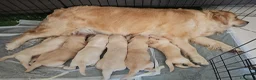 Golden Retriever cani in vendita: SPLENDIDI CUCCIOLI GOLDEN RETRIEVER  - Annuncio 5
