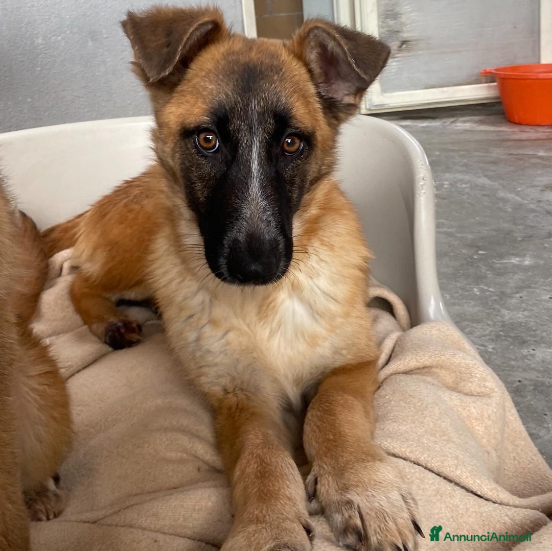Meticcio cani in regalo: DIVA 5 mesi e mezzo incrocio pastore belga  - Annuncio 2