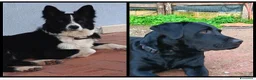 Meticcio cani in regalo: Cuccioli Borador mix Border e Labrador  - Annuncio 2
