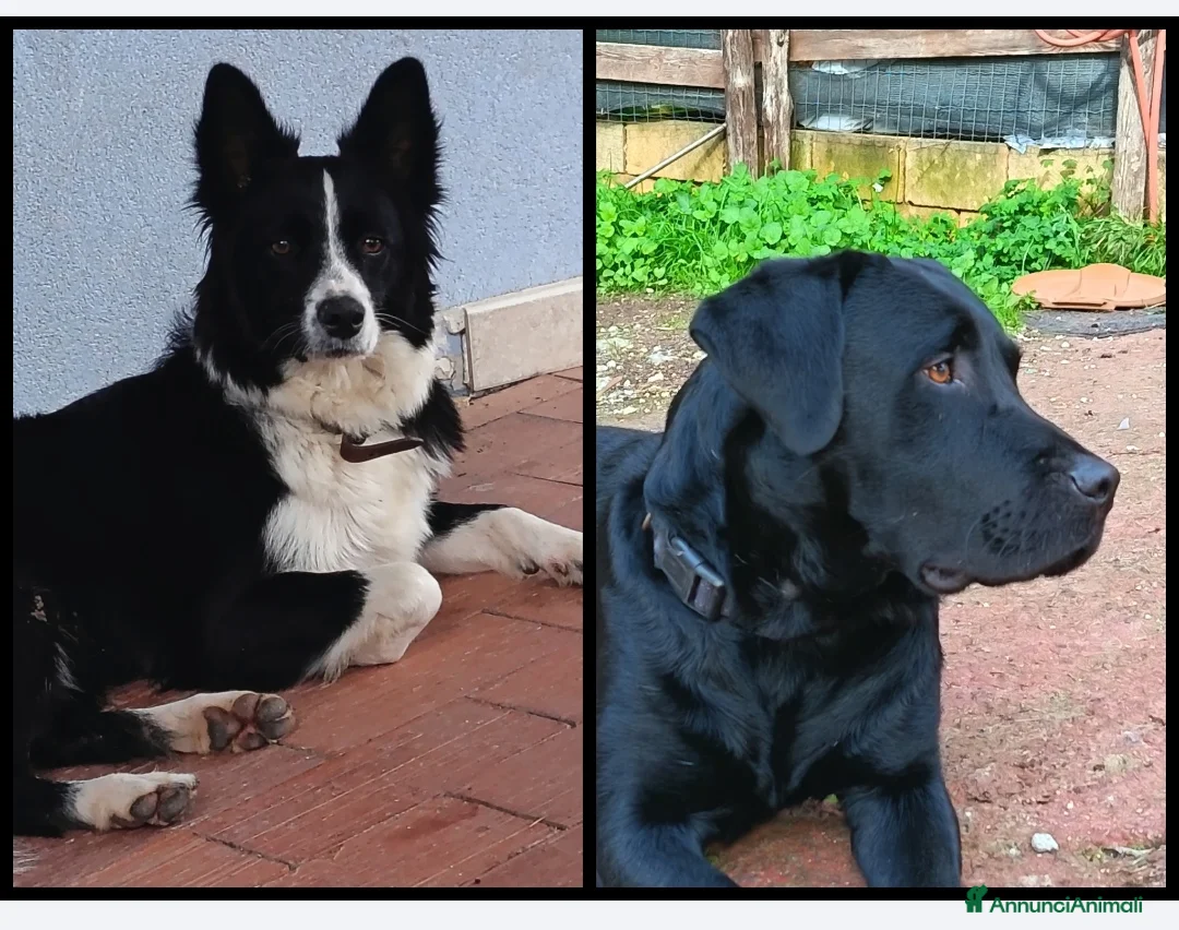 Meticcio cani in regalo: Cuccioli Borador mix Border e Labrador  - Annuncio 2