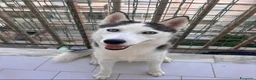 Husky cani in regalo: Adozione siberian Husky  a Città metropolitana di Messina - Annuncio 1