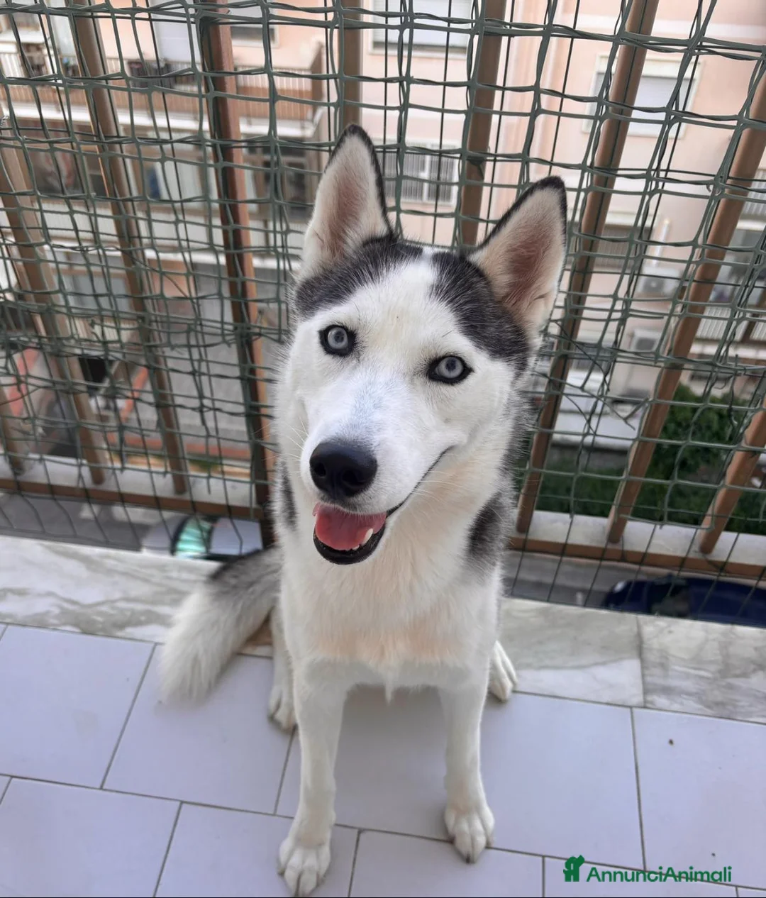 Husky cani in regalo: Adozione siberian Husky  a Città metropolitana di Messina - Annuncio 1